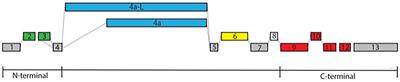 Evolutionary perspective of Big tau structure: 4a exon variants of MAPT